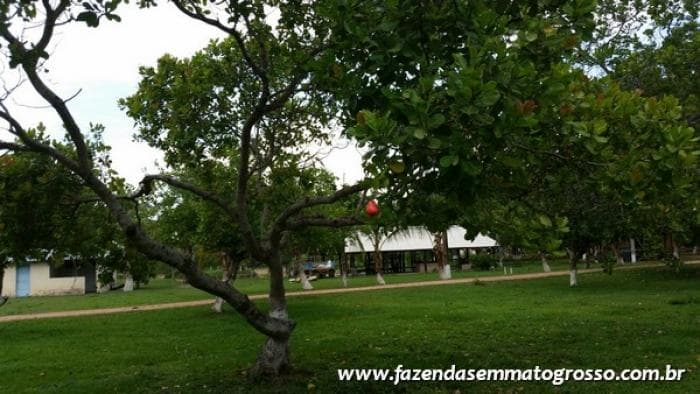 Fazenda Acorizal 43