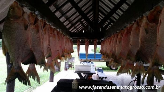 Fazenda Acorizal 46
