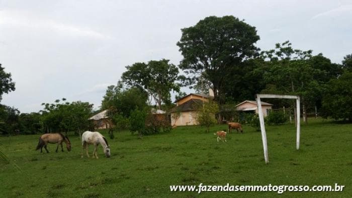 Fazenda Acorizal 50