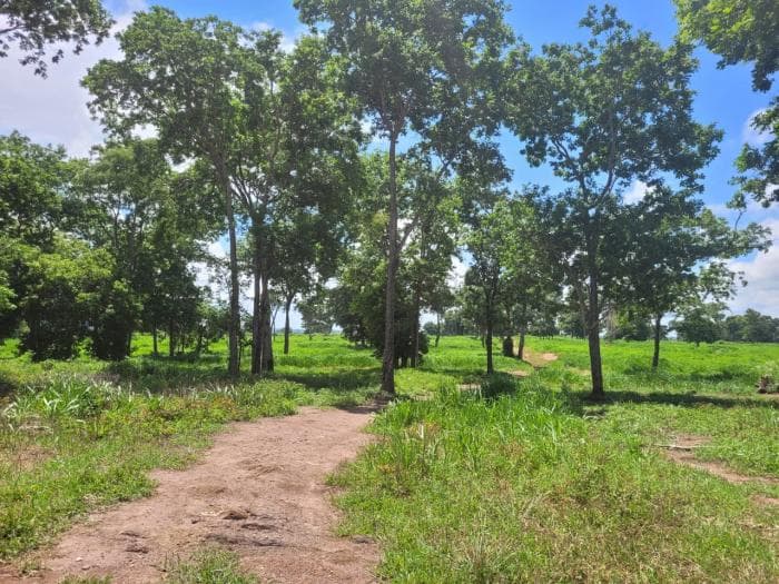 Fazenda em acorizal 23