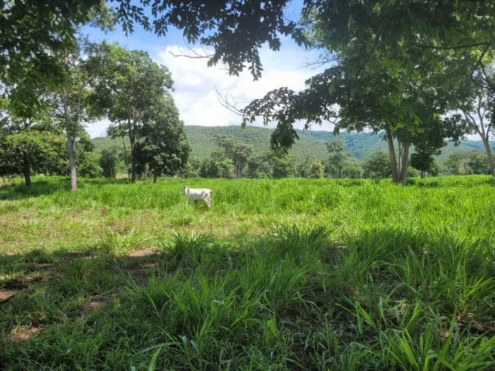 Fazenda em acorizal 26