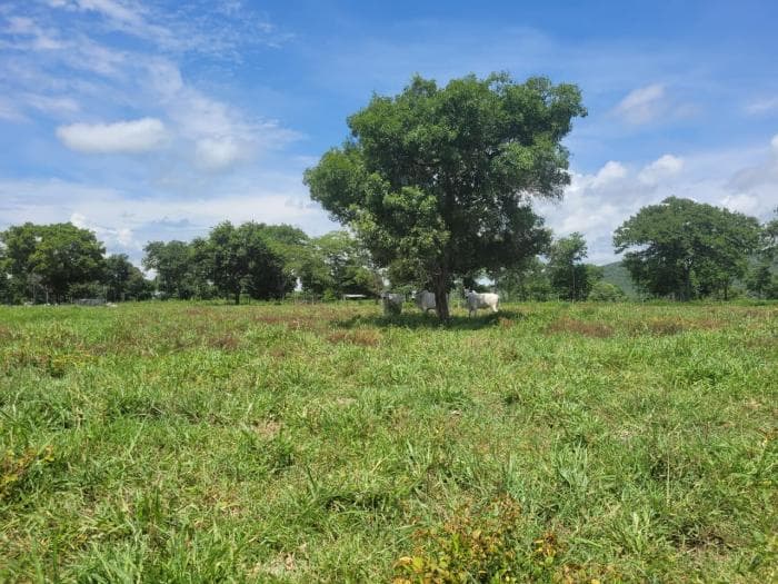 Fazenda em acorizal 29