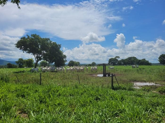 Fazenda em acorizal 33