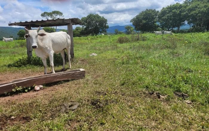 Fazenda em acorizal 36