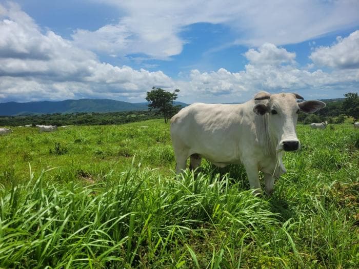 Fazenda em acorizal 35