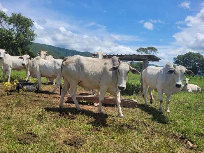 Fazenda em acorizal 37