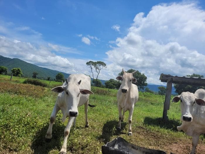 Fazenda em acorizal 39