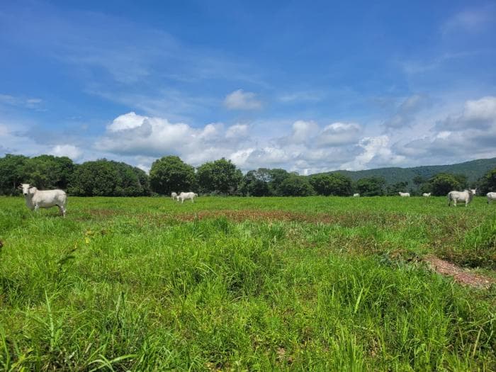 Fazenda em acorizal 38