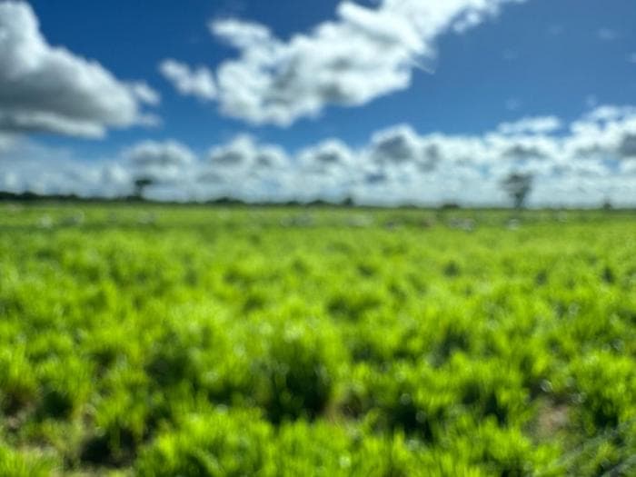Fazenda a venda em Cuiabá 8