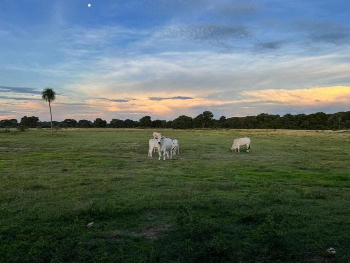 Fazenda a venda em Rondonópolis 3