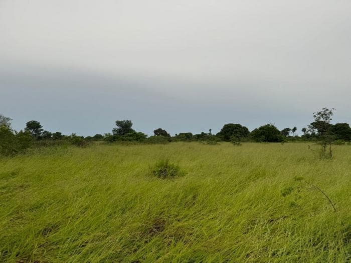 Fazenda a venda em Rondonópolis 17