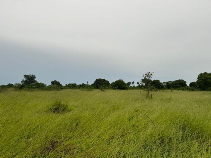 Fazenda a venda em Rondonópolis 15