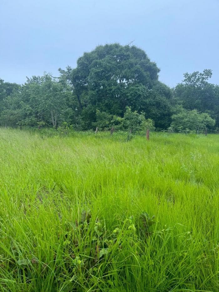 Fazenda a venda em Rondonópolis 19