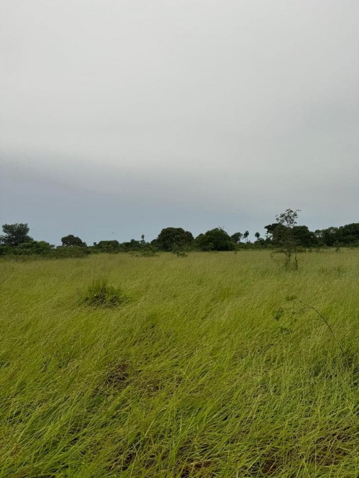 Fazenda a venda em Rondonópolis 24