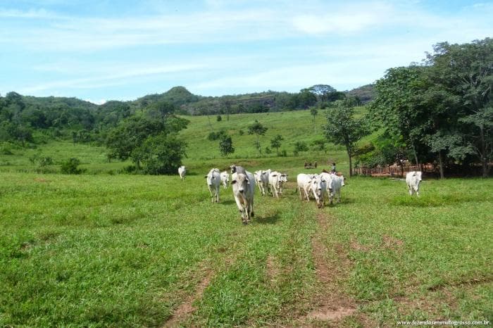Pedra Preta 28