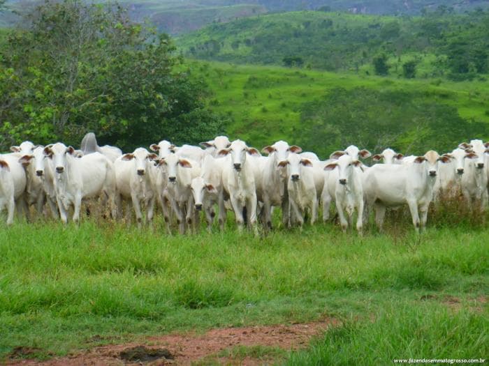 Pedra Preta 32