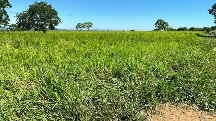 Fazenda em Manso 13