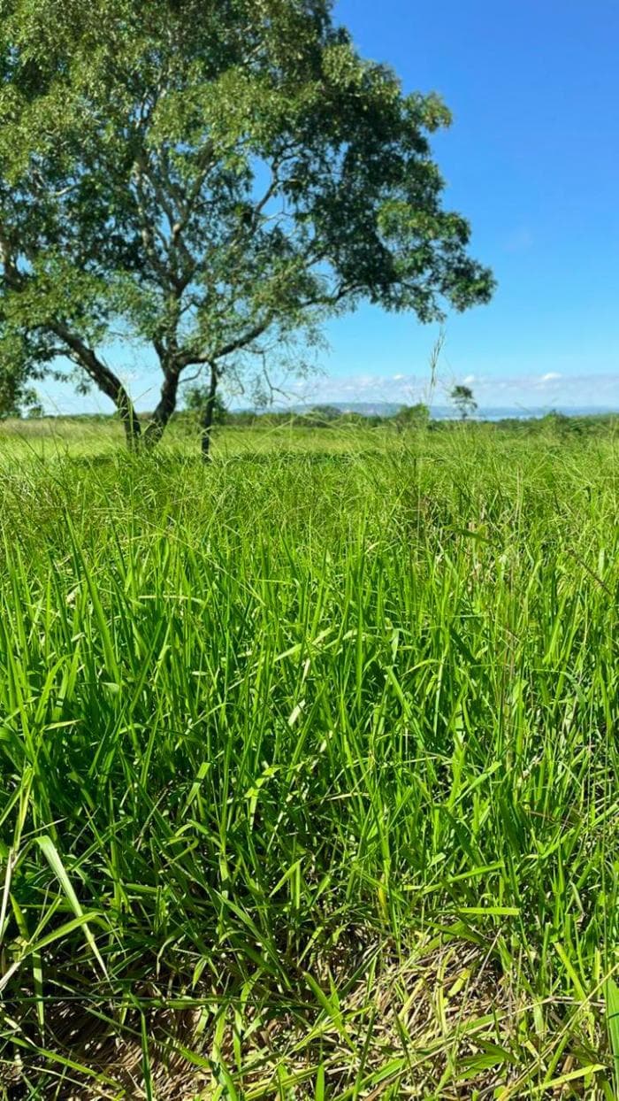 Fazenda em Manso 20