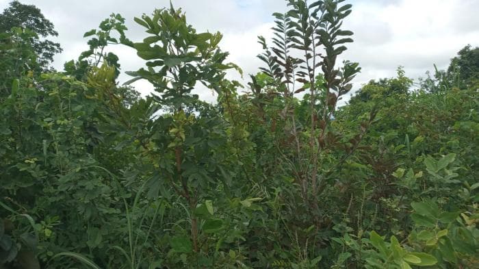 Fazenda a venda em Manso 5
