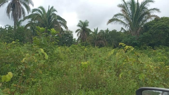 Fazenda a venda em Manso 16