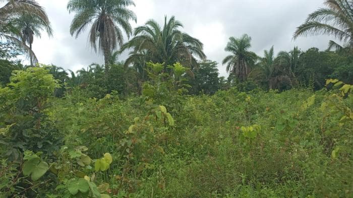 Fazenda a venda em Manso 18
