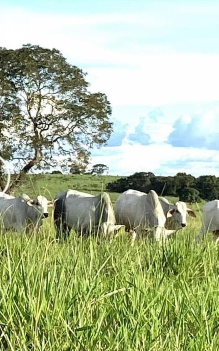 Fazenda a venda em nobres 9