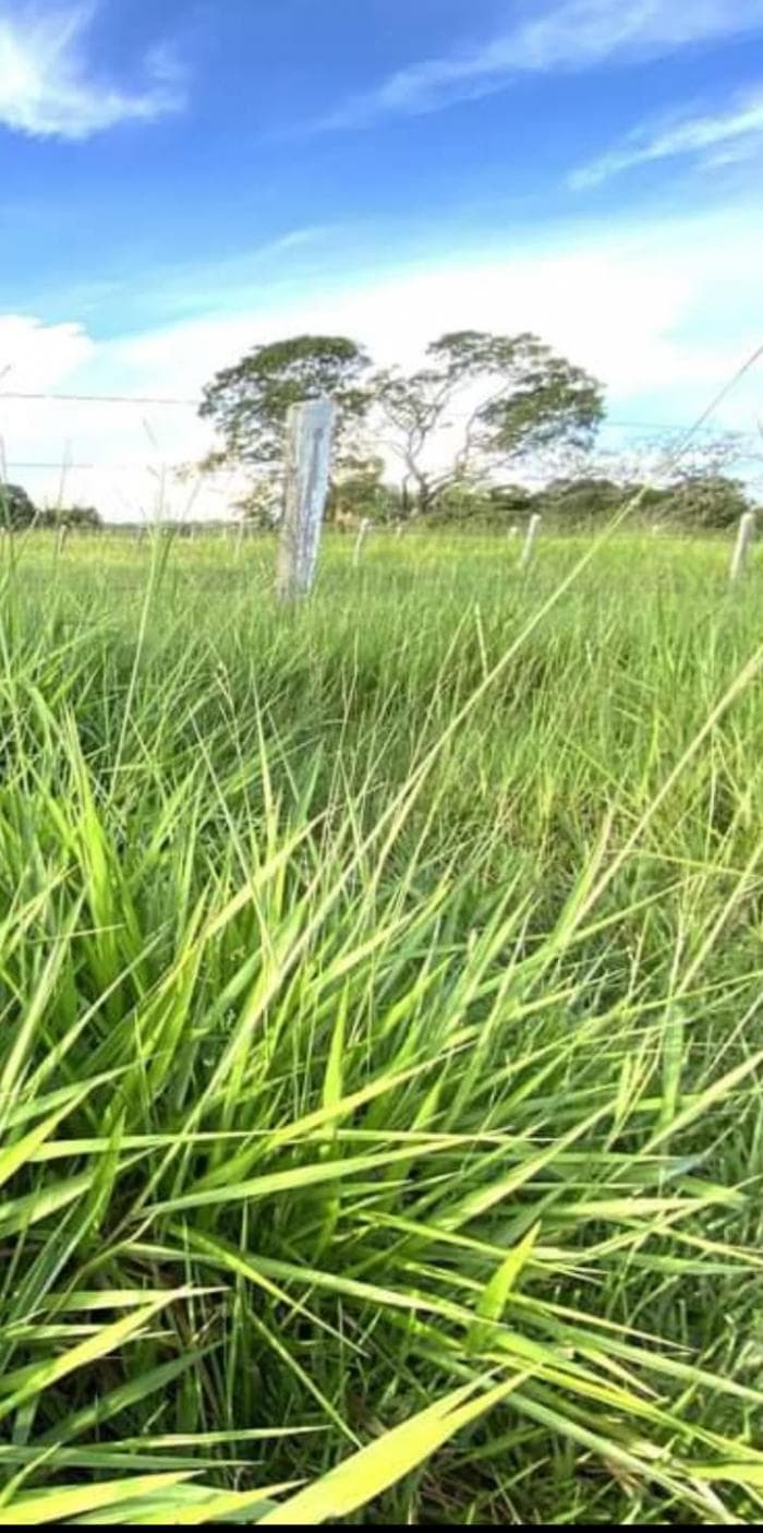 Fazenda a venda em nobres 13