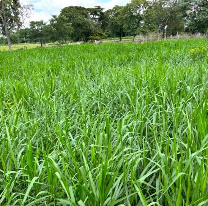 Fazenda a venda em Rosário Oeste 3
