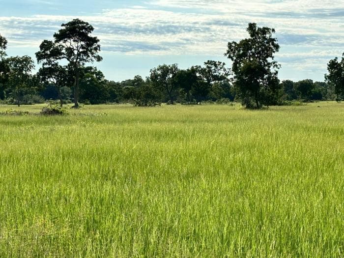 Fazenda a venda em Rosário Oeste 6
