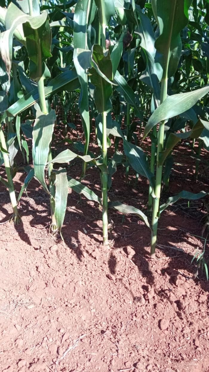 Fazenda a venda em Juscimeira 2