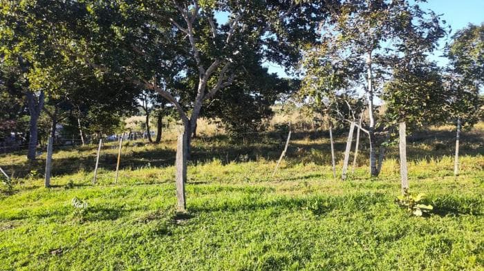 Fazenda a venda em Nossa Senhora do Livramento 15