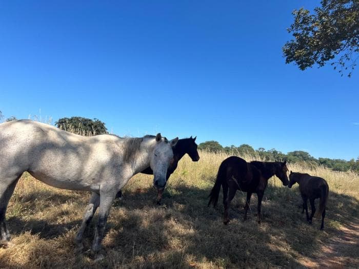 Fazenda em chapada dos Guimaraes 3