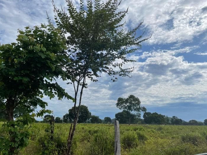 Fazenda em Poconé 7