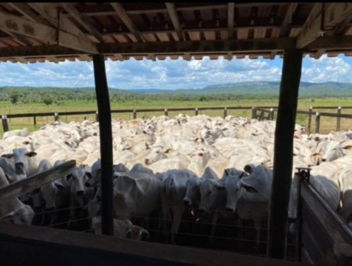 Fazenda em Cuiabá 5