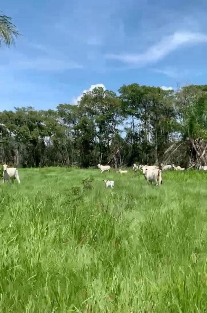 Fazenda em Cuiabá 10